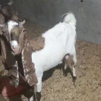 بز پاکستانی ۴ ۵ قلوزا نر و ماده|حیوانات مزرعه|ری, دیلمان|دیوار