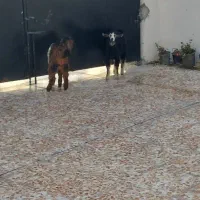 فروش دوعدد بز جوان نر وماده|حیوانات مزرعه|آستانه اشرفیه, |دیوار