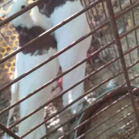 پرنده/طوقی/کبوتر|پرنده|فیروزآباد (فارس), |دیوار