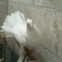 کبوتر دم چتری سفید کاکل دار پاپر