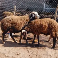 دو عدد ورن افشار جوان|حیوانات مزرعه|کوهدشت, |دیوار