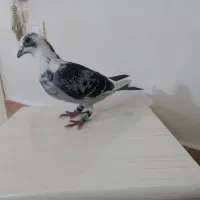 قره آلمانی نر درجه یک