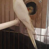 عروس هلندی ماده