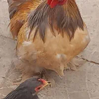 خروس کوشین