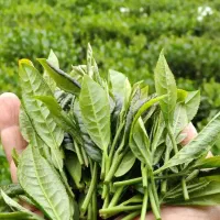 تولید چای سنتی، محصول باغ خودم لاهیجان