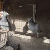 شامی کاکلی|پرنده|زرین دشت (فارس), |دیوار