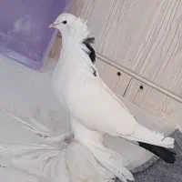 کبوتر