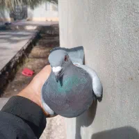 کبوتر پلاکی گرفتم