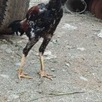 جوجه لاری