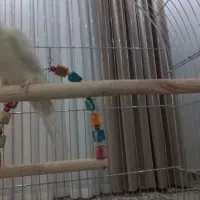 عروس هلندی بدون قفس|پرنده|تهران, شهرک ابوذر|دیوار