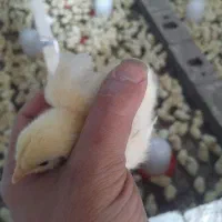 جوجه گوشتی ۶ روزه واکسن خورده