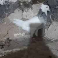 نرطوق