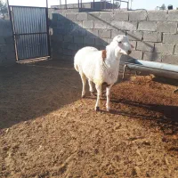 دو راس بره قوچ پلنگی و شال