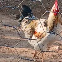 خروس تمیز وسالم