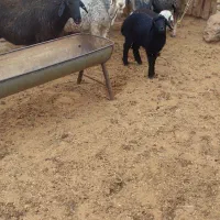 گوسفند|حیوانات مزرعه|داران, |دیوار