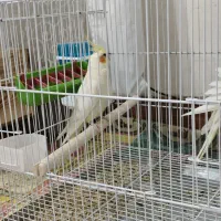 فروش سه عدد عروس هلندی