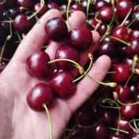 گیلاس تک دانه