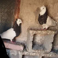 کبوتر طوقی