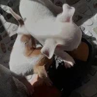 دوتاسگ شیواوا اصل نروماده مولدهمراه دوتوله|سگ|کیار, |دیوار