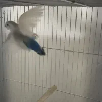 کوتوله بالفالو ماده آماده|پرنده|مشهد, یوسفیه (شهرک غرب)|دیوار