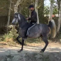 مادیان سواری دار نوه انسیاتور