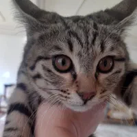 گربه رایگان واگذار می شود|گربه|ارومیه, |دیوار