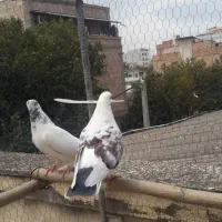 کفتر کله دم سبز و دوبالی نرو ماده فروشی