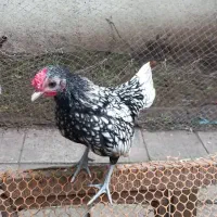 قناری زرد ماده جفت نخورده ، سیبرایت مرغ وخروس|پرنده|رشت, نخودچر|دیوار