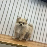 سگ پامرین خرسی