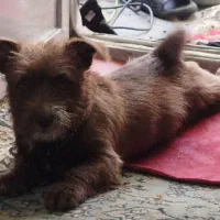 فروش سگ واکوتاه