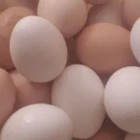 تخم مرغ محلی