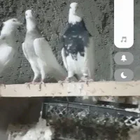 جفت طوقی زرین|پرنده|سلامی, |دیوار