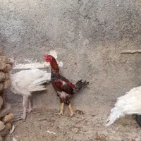 جوجه|حیوانات مزرعه|قائن, |دیوار