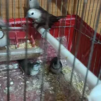 فنچ مونیا راهب|پرنده|تهران, ارامنه|دیوار