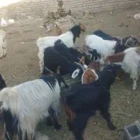 تعداد 17راس بزغاله وزن جفت 45|حیوانات مزرعه|سلفچگان, |دیوار