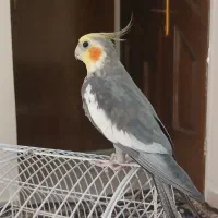 پرنده عروس هلندی