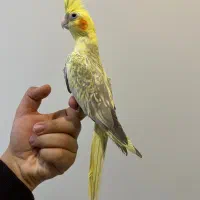 فروش عروس هلندی لوتینو خالخالی کاملا دستی و سالم