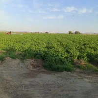 زمین کشاورزی جهت کاشت سیب زمینی
