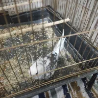 عروس هلندی نر و ماده