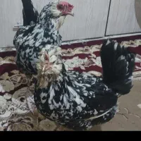 مرغ گلین پنگوئن قشقایی