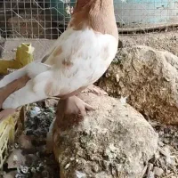 کفتر سینه وطوقی|پرنده|داراب, |دیوار