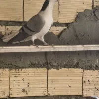 کفتر گچی|پرنده|حبیب آباد, |دیوار