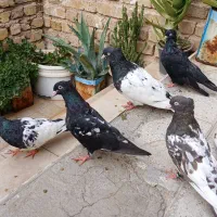 کفتر کله ای وزاغ آبادانی|پرنده|شیراز, نصرآباد|دیوار