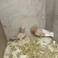 کبوتر|پرنده|تبریز, |دیوار