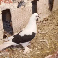 کبوتر سسلی ماده|پرنده|ارومیه, |دیوار