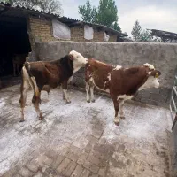 گوساله‌سیمینتال