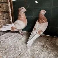 فروش کبوتر پرشی کاشان جوجه کشی و قلمه