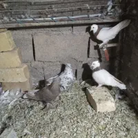معاوضه کبوتر