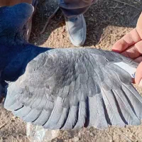 کبوتر پلاکی سیاه|پرنده|ساوه, |دیوار