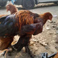 خروس امپراطور برهما|حیوانات مزرعه|هادی شهر, |دیوار